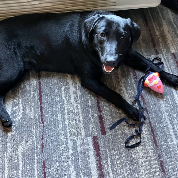 Meet your Posher, Erika - Picture 2 of 2